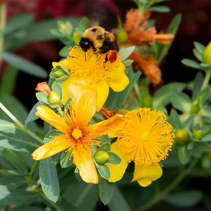 Hypericum fron 'Sunburst'