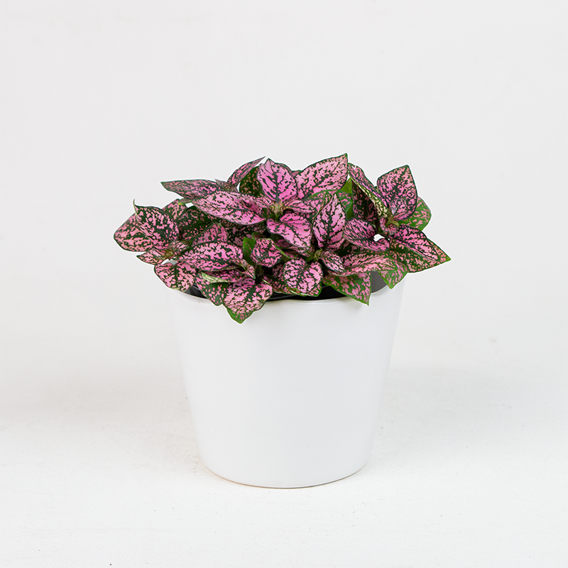 Hypoestes Dark Pink 4"