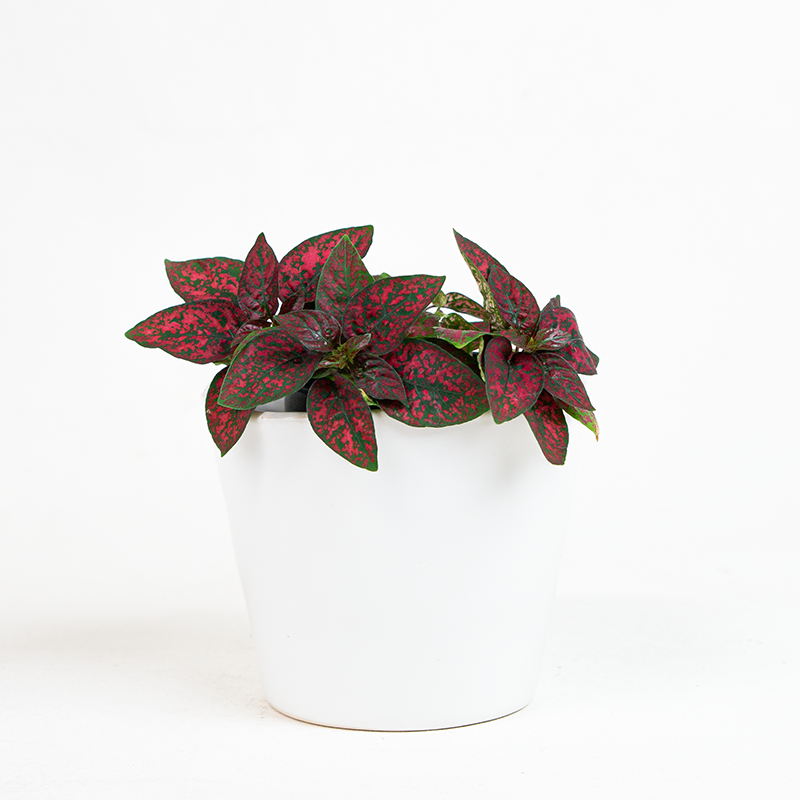 Hypoestes Red 4"