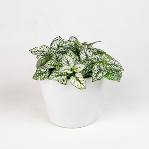 Hypoestes White 4"