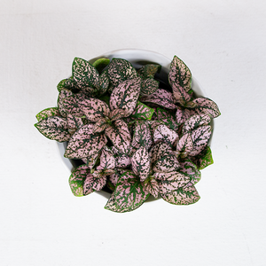 Hypoestes Light Pink 4"