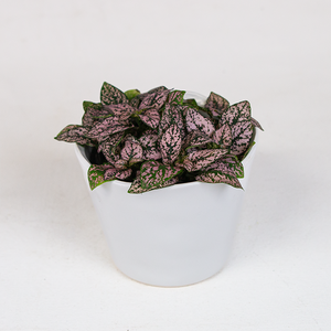 Hypoestes Light Pink 4"