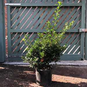 Ilex mes 'Royal Family'