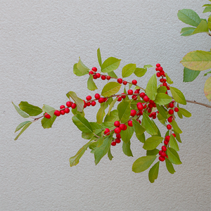 Ilex ver 'Red Sprite'