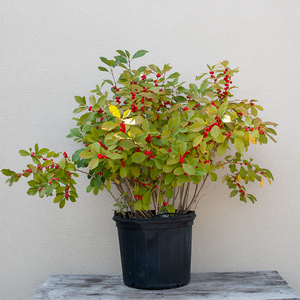 Ilex ver 'Red Sprite'