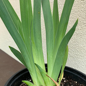 Iris 'Violet Turner' G01