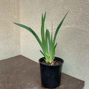 Iris 'Violet Turner' G01
