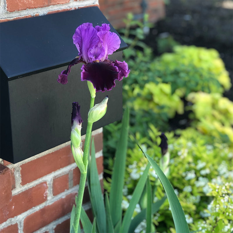 Iris 'Violet Turner' G01
