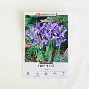 Iris 'Clairette' Bulb Pk/12