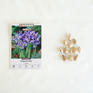 Iris 'Clairette' Bulb Pk/12