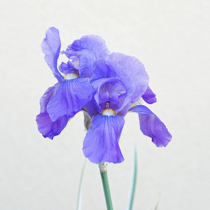 Iris pall 'Albo Variegata' G01