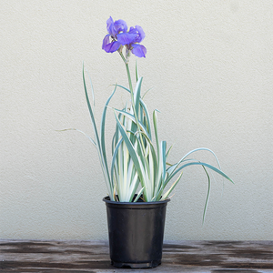 Iris pall 'Albo Variegata' G01
