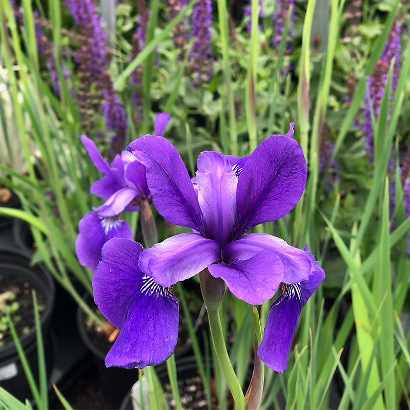 Iris sib 'Caesar's Brother' G01