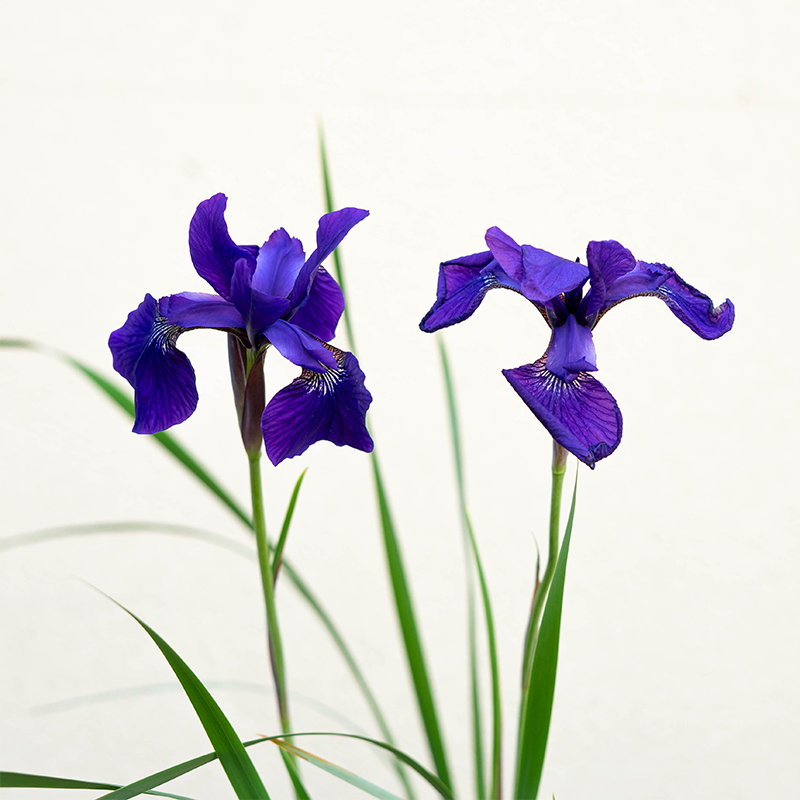 Iris sib 'Caesar's Brother' G01