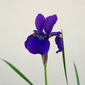 Iris sib 'Caesar's Brother' G01
