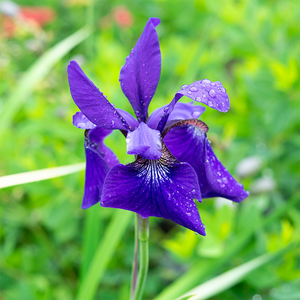 Iris sib 'Caesar's Brother' G01