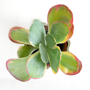 Kalanchoe 'Flapjacks' 4"