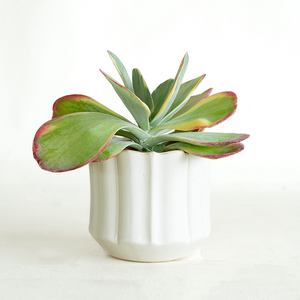 Kalanchoe 'Flapjacks' 4"