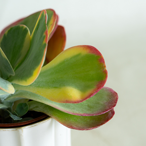 Kalanchoe 'Flapjacks' 4"
