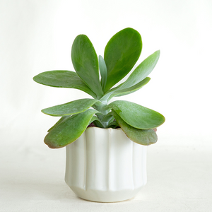 Kalanchoe 'Flapjacks' 4"