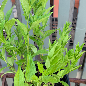 Kalimeris inc 'Blue Star' G01