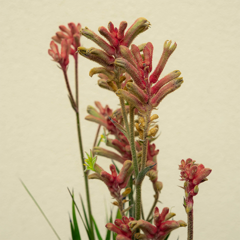 Kangaroo Paw Kanga Cherry #1
