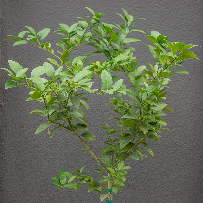Key Lime 12" Standard