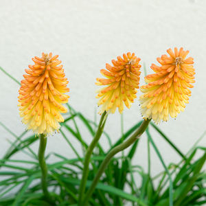 Kniphofia 'Hot and Cold' G01