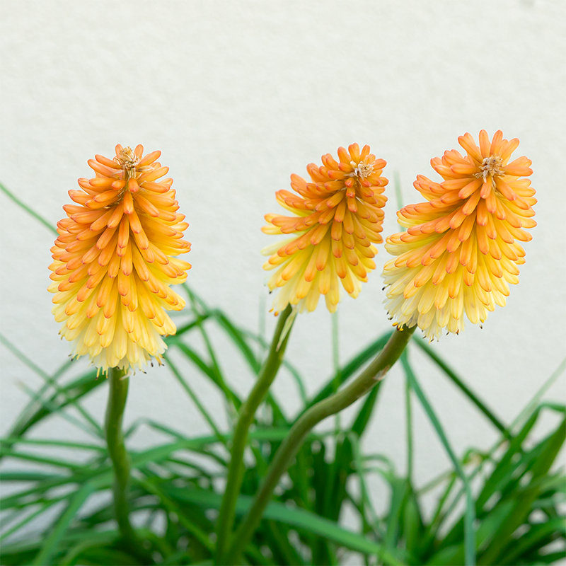 Kniphofia 'Hot and Cold' G01