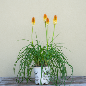 Kniphofia 'Hot and Cold' G01