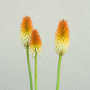 Kniphofia 'Hot and Cold' G01