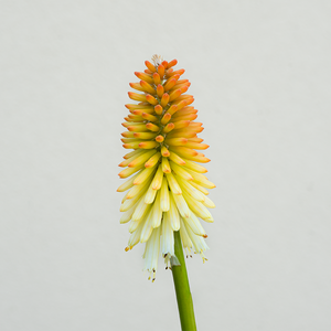 Kniphofia 'Hot and Cold' G01