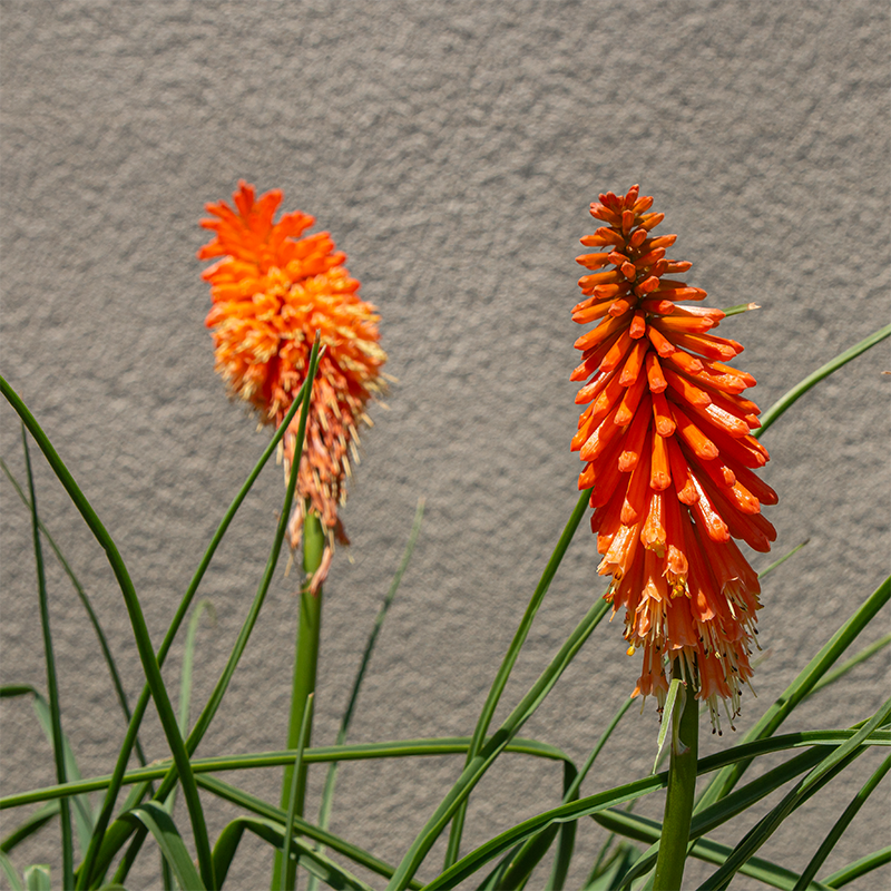 Kniphofia 'Joker's Wild' G01