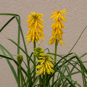 Kniphofia 'Solar Flare' G01