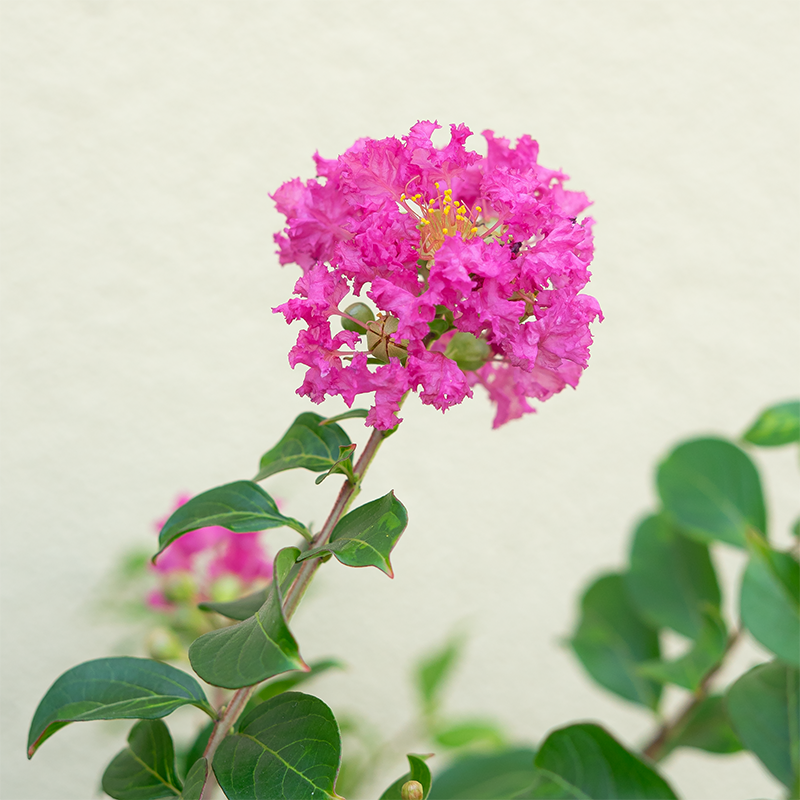 Lagerstroemia 'Pocomoke'