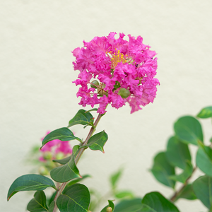 Lagerstroemia 'Pocomoke'