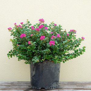 Lagerstroemia 'Pocomoke'