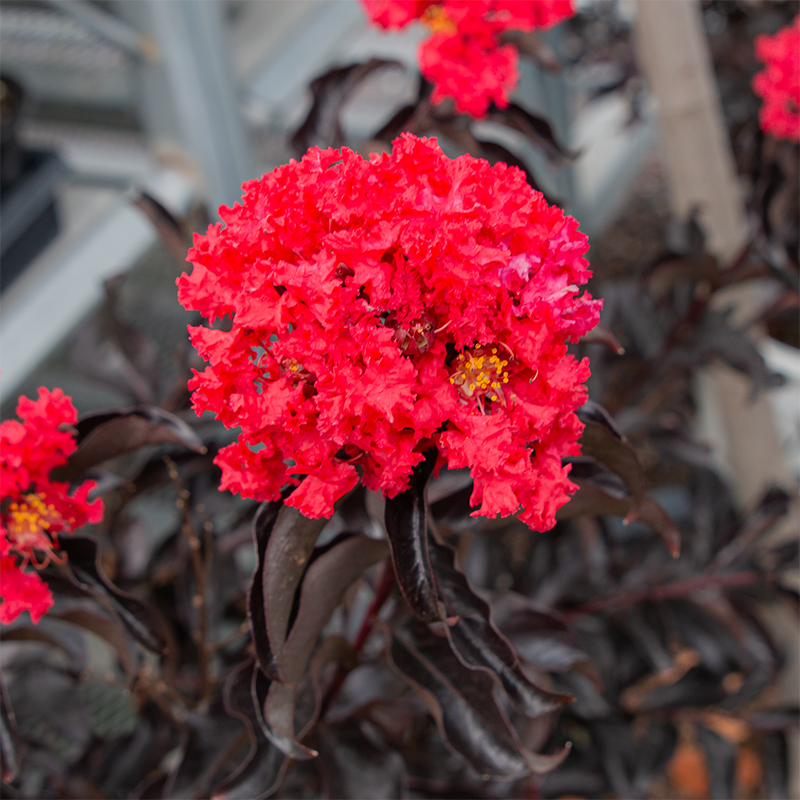Lagerstroemia ind 'Center Stage Red'