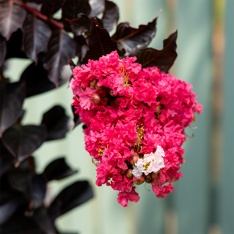 Lagerstroemia x 'Thunderstruck Coral Boom'