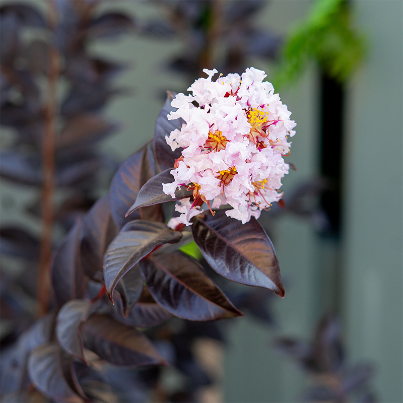 Lagerstroemia x 'Thunderstruck White Flash'