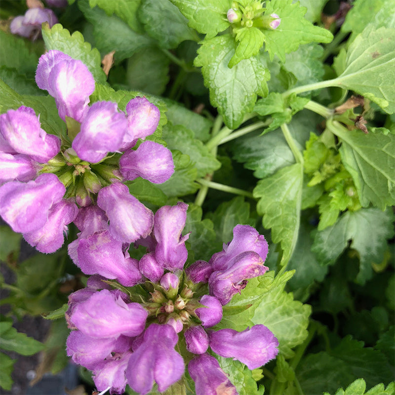 Lamium mac 'Ghost' Q01