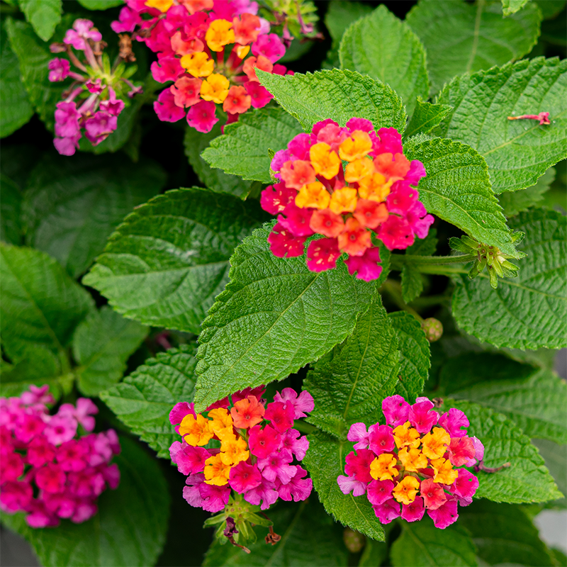 Lantana 6"