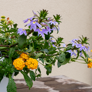 Lantana New Gold & Blue Scaevola 10" Hanging Basket