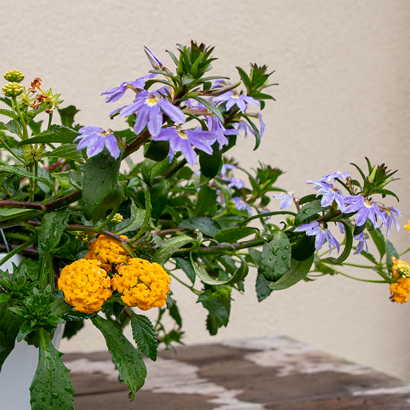 Lantana New Gold & Blue Scaevola 10" Hanging Basket