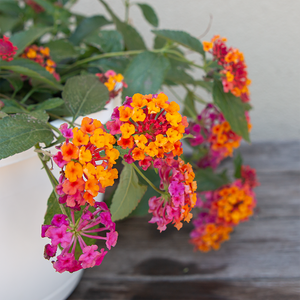 Lantana Passion Fruit 10" Hanging Basket