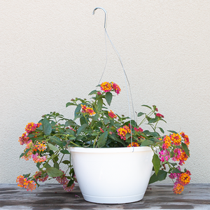 Lantana Passion Fruit 10" Hanging Basket