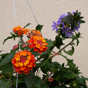 Lantana Passion Fruit & Blue Scaevola 10" Hanging Basket