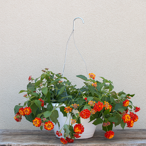 Lantana Shamrock Orange Flame 10" Hanging Basket
