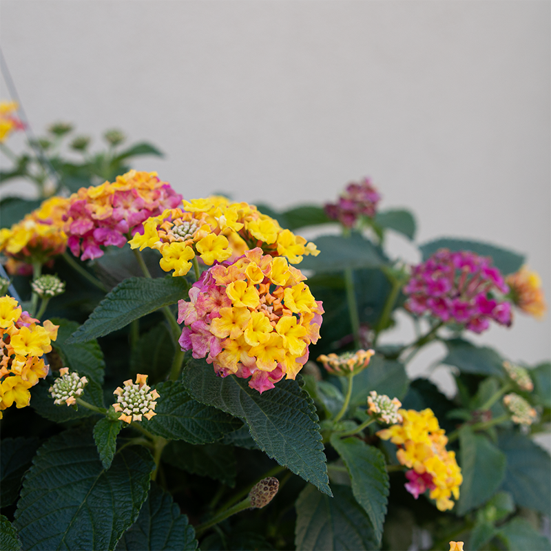 Lantana Shamrock Rose 10" Hanging Basket
