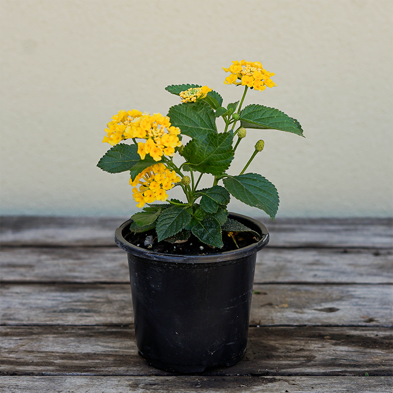 Lantana 'Gold' 4"